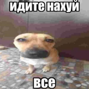 Коллегия Nigers